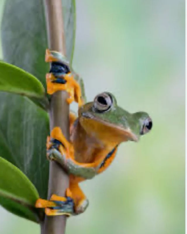 Un jour, une grenouille a décidé de grimper à un grand arbre.

Dès qu'il a commencé, toutes les autres grenouilles du fond ont commencé à crier :

“Arrêtez ! ”
« C'est trop haut ! ”
"Tu n'y arriveras jamais ! ”

Mais la petite grenouille a continué.
De plus en plus haut, étape par étape, jusqu'à ce qu'il atteigne le sommet

Tout le monde était stupéfait.
Comment a-t-il fait ?

Il s'avère...
Il était sourd.
Il ne pouvait pas entendre un mot de ce qu'ils disaient.
Il pensait qu'ils l'encourageaient.

Morale :

Soyez sourd à la négativité quand vous poursuivez quelque chose d'important.
Les gens vont douter de vous, vous décourager ou projeter leurs peurs sur vous.
Ne laissez pas cela vous arrêter.

Continuez à grimper.
Ta croyance en toi compte plus que leur bruit. 
#efficienceattitude #coaching #stress #burnout