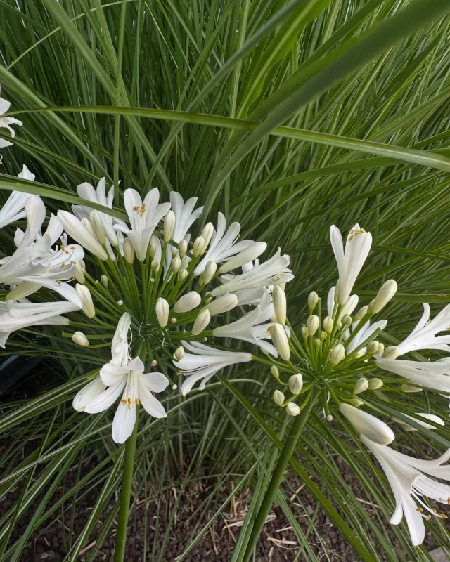 Hier, j’écoutais une vidéo. Et une phrase a attiré mon attention. Je vous la partage, elle résonne très fort en moi.
« Fais de ta vie quotidienne une méditation permanente … » 🙏  Est-ce que cela résonne en toi aussi ? 🤔